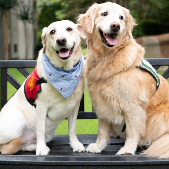 Mabel and Betty Lou, Therapy Dogs